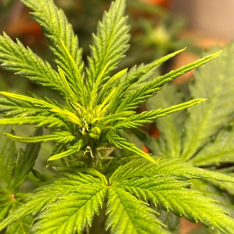 Royal Queen Seeds/ Medusa F1 #1 growlog timeline photo