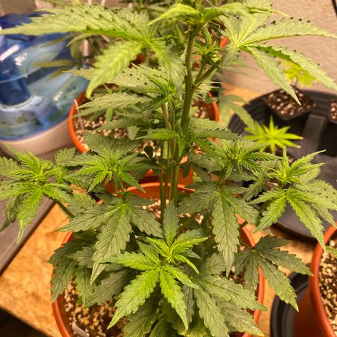 Royal Queen Seeds/ Medusa F1 #1 growlog timeline photo