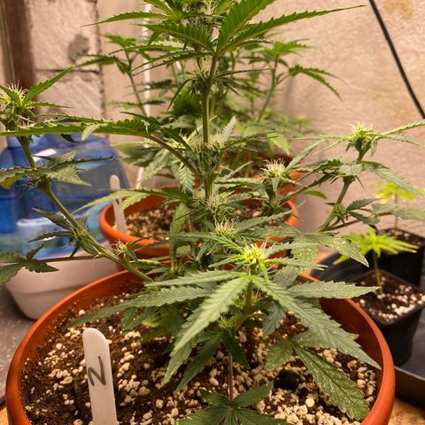 Royal Queen Seeds/ Medusa F1 #2 growlog timeline photo
