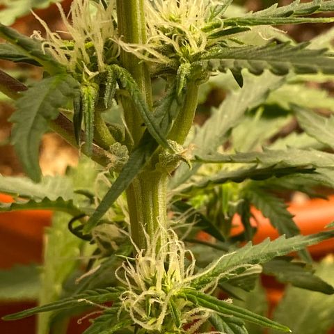 Royal Queen Seeds/ Medusa F1 #2 growlog timeline photo