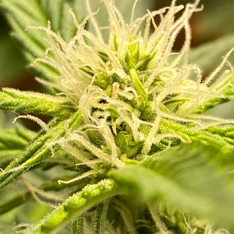 Royal Queen Seeds/ Medusa F1 #2 growlog timeline photo