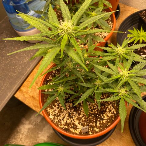Royal Queen Seeds/ Medusa F1 #3 growlog timeline photo