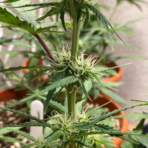 Royal Queen Seeds/ Medusa F1 #3 growlog timeline photo