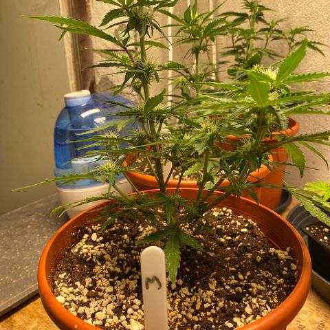 Royal Queen Seeds/ Medusa F1 #3 growlog timeline photo