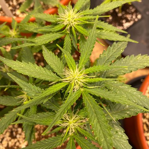 Royal Queen Seeds/ Medusa F1 #3 growlog timeline photo