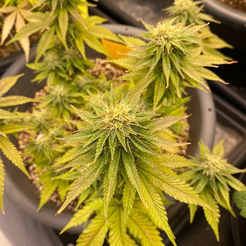 Al Patron #1 growlog timeline photo