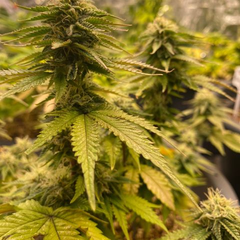 Al Patron #1 growlog timeline photo