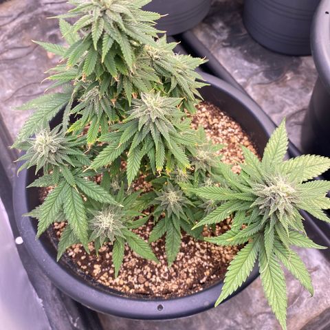 FAT banana #1 growlog timeline photo