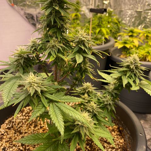 FAT banana #1 growlog timeline photo
