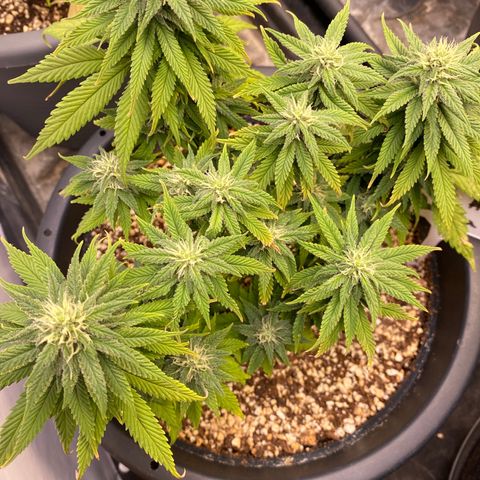 FAT banana #2 growlog timeline photo