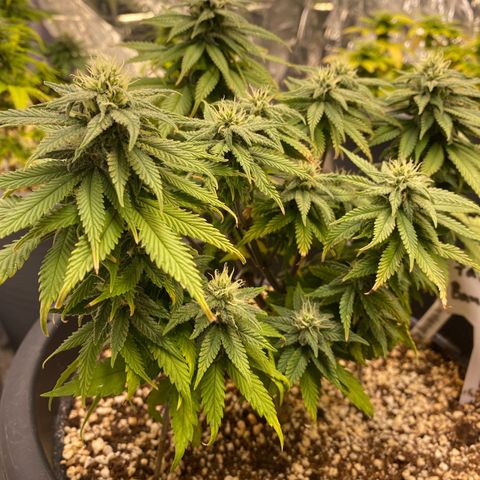FAT banana #2 growlog timeline photo