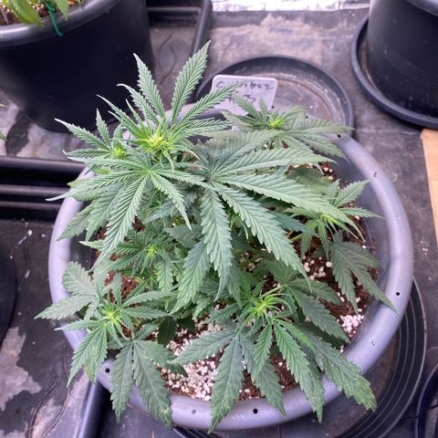 C- Vibez  #3 growlog timeline photo