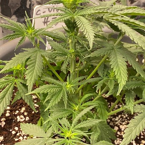 C- Vibez  #3 growlog timeline photo