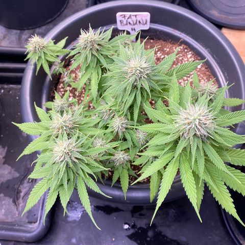 FAT banana #4 growlog timeline photo
