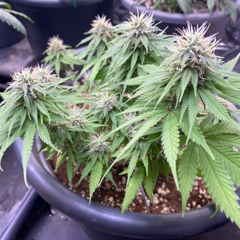 FAT banana #4 growlog timeline photo