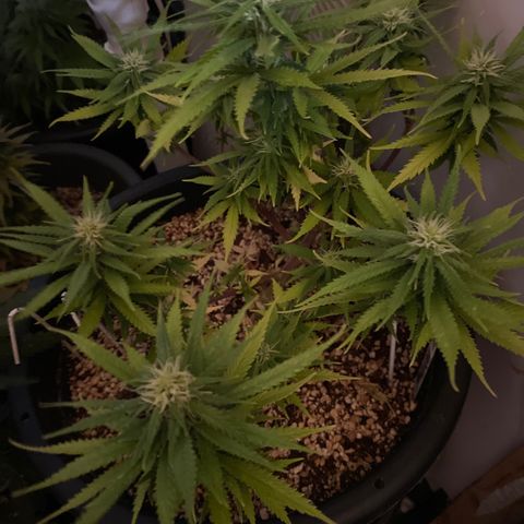 Al Patron #1 growlog timeline photo
