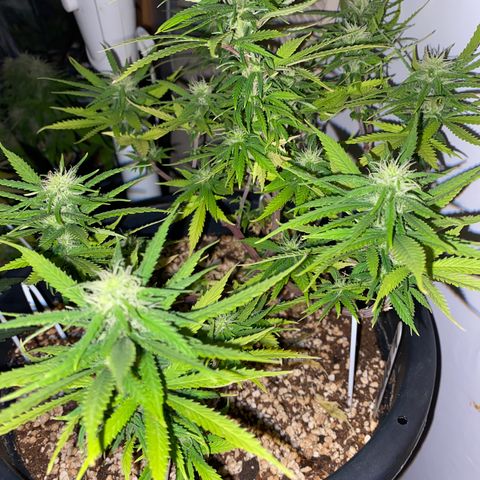 Al Patron #1 growlog timeline photo