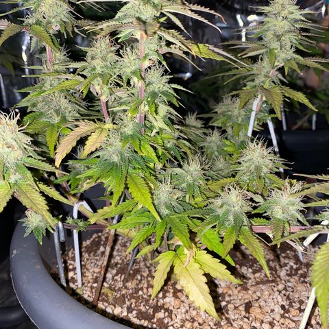 Al Patron #2 growlog timeline photo