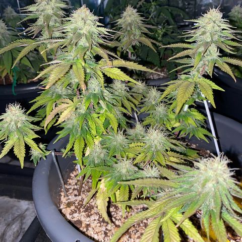 Al Patron #2 growlog timeline photo