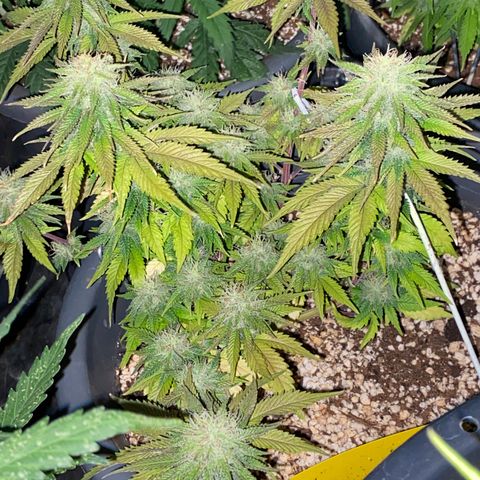 Al Patron #2 growlog timeline photo