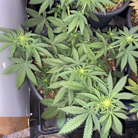 C- Vibez  #2 growlog timeline photo