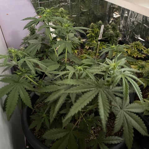 C- Vibez  #2 growlog timeline photo