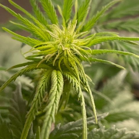 C- Vibez  #3 growlog timeline photo