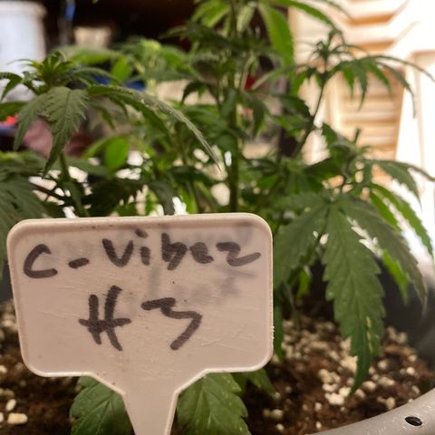 C- Vibez  #3 growlog timeline photo