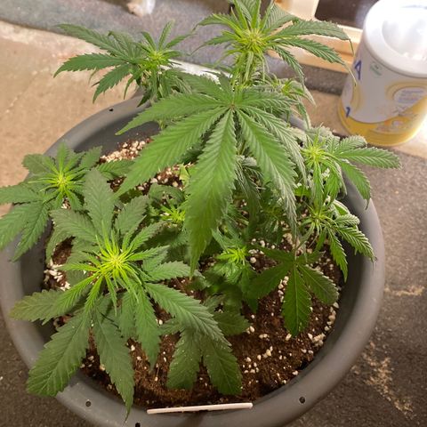 C- Vibez  #3 growlog timeline photo