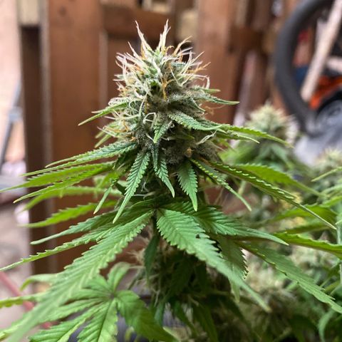 FAT banana #4 growlog timeline photo