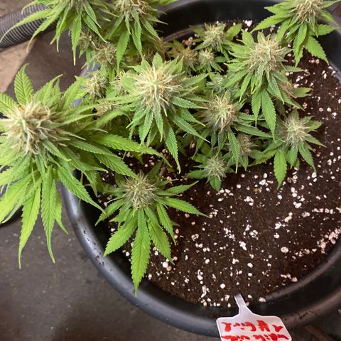 FAT banana #4 growlog timeline photo