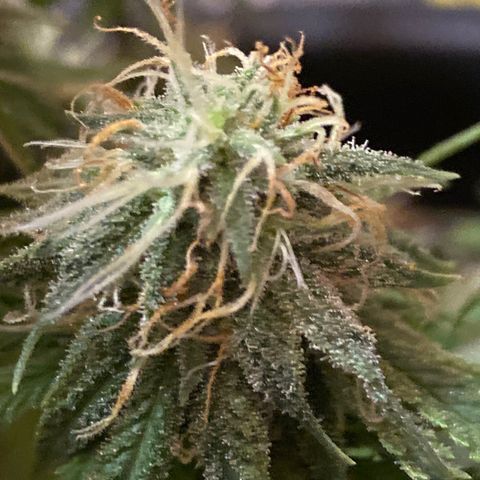 FAT banana #4 growlog timeline photo