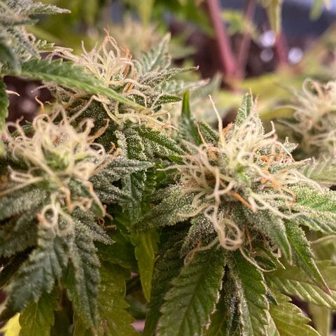 Al Patron #1 growlog timeline photo