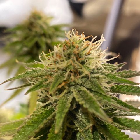 Al Patron #1 growlog timeline photo