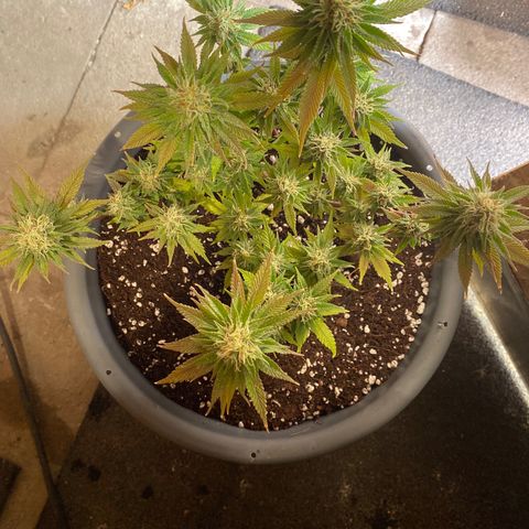Al Patron #1 growlog timeline photo