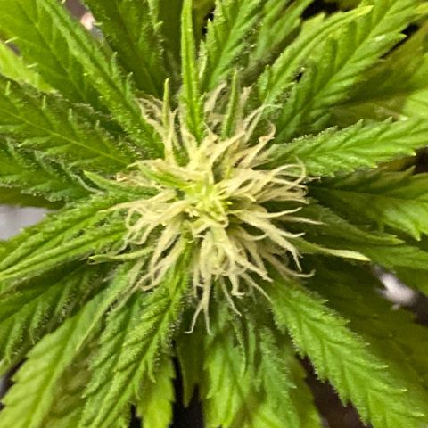 Al Patron #2 growlog timeline photo