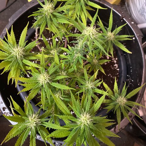 Al Patron #2 growlog timeline photo