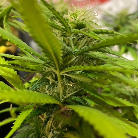 Al Patron #2 growlog timeline photo