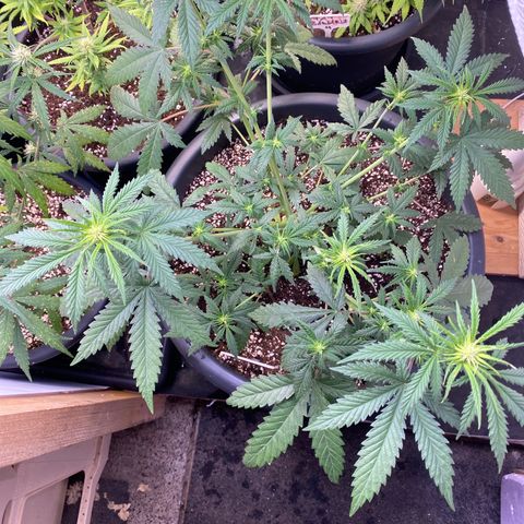 C- Vibez  #2 growlog timeline photo