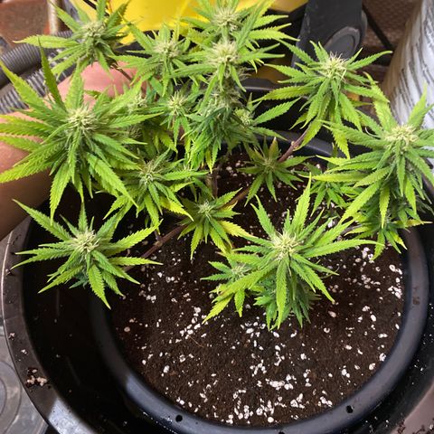 Al Patron #2 growlog timeline photo