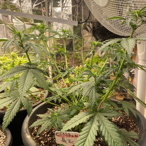 C- Vibez  #2 growlog timeline photo