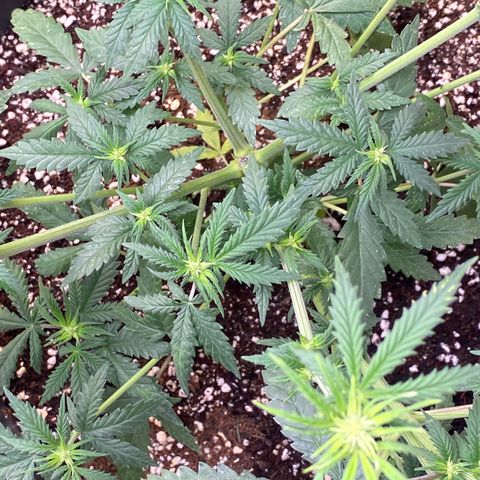 C- Vibez  #2 growlog timeline photo