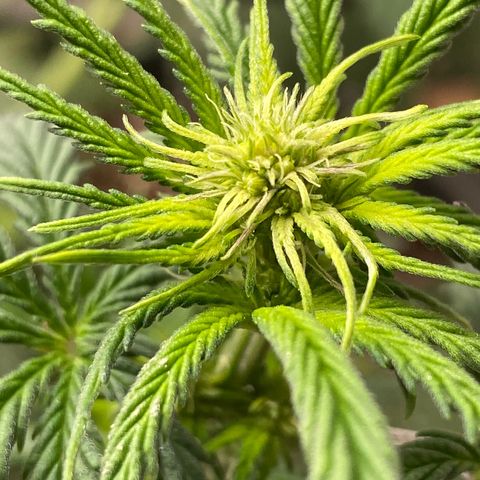 C- Vibez  #2 growlog timeline photo