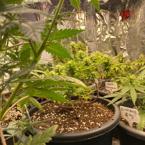 Al Patron #1 growlog timeline photo