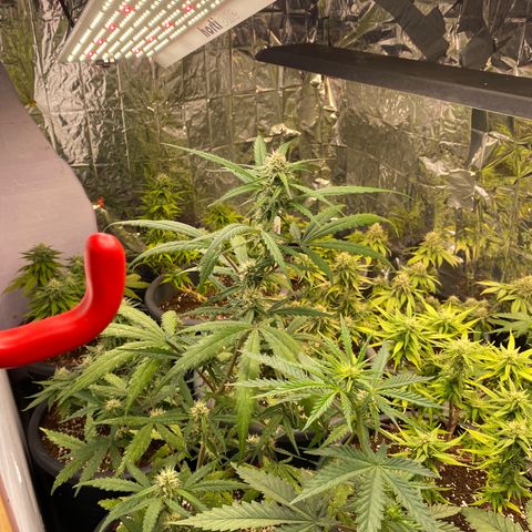 Al Patron #1 growlog timeline photo