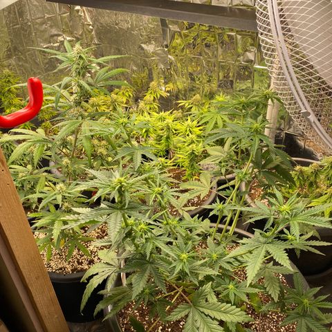 Al Patron #1 growlog timeline photo