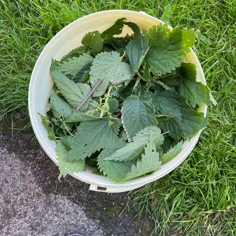 Al Patron #1 growlog timeline photo
