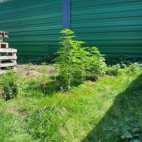 Hollands Hope  #1 growlog timeline photo
