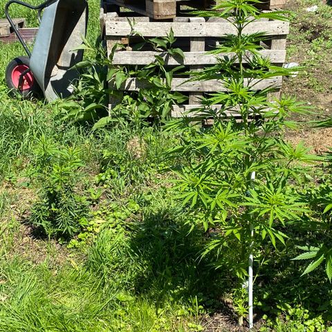 Hollands Hope  #1 growlog timeline photo