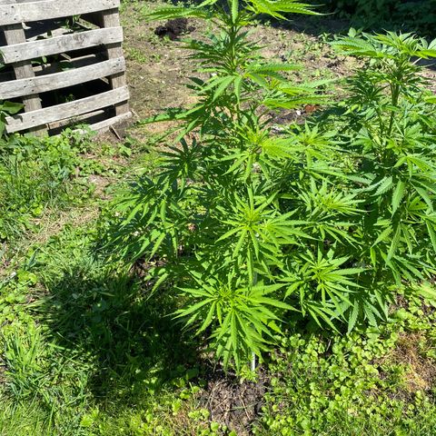 Hollands Hope  #1 growlog timeline photo